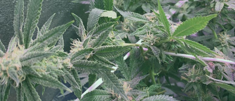 Le supercropping du cannabis pour des rendements énormes : guide complet